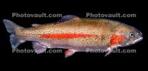 Golden Trout, AABV04P12_01B
