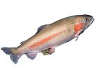 Golden Trout, photo-object, object, cut-out, cutout, AABV04P12_01F