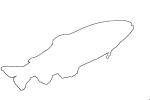 Golden Trout outline, line drawing, shape, AABV04P12_01O