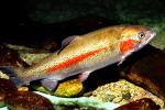 Golden Trout, AABV04P12_02