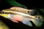 Striped Dwarf Cichlid, (Pelvicachromis taeniatus), Perciformes, Cichlidae, Pseudocrenilabrinae, Chromidotilapiini, AABV04P12_04