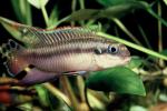 Striped Dwarf Cichlid, (Pelvicachromis taeniatus), Perciformes, Cichlidae, Pseudocrenilabrinae, Chromidotilapiini, AABV04P12_05