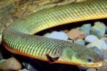 Rope Fish, (Erpetoichthys calabaricus), Polypteriformes, Polypteridae, Bichir, Reedfish, Ropefish, or Snakefish, Rope Eels, AABV04P12_09B