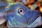 Cichlid Face, mouth, eyes, nose
