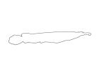 Wrestling Half Beak outline, Dermogenys pusilla, [pusillus], Beloniformes, Hemiramphidae, line drawing, shape, AABV04P12_16O
