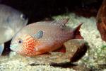 Longear Sunfish, (Lepomis megalotis), [Centrarchidae], Perciformes, AABV04P13_01