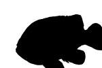Longear Sunfish, (Lepomis megalotis), [Centrarchidae], Perciformes, silhouette, shape, logo