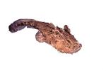 Frogmouth Catfish, (Chaca bankanensis), [Chacidae], Siluriformes, photo-object, object, cut-out, cutout