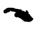 Frogmouth Catfish silhouette, (Chaca bankanensis), [Chacidae], Siluriformes, logo, shape, AABV04P13_05M