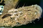 Frogmouth Catfish, (Chaca bankanensis), [Chacidae], Siluriformes, AABV04P13_06