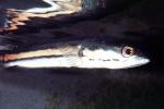 Giant Snakehead, (Channa micropeltes), [Channidae], Perciformes, AABV04P13_14