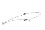 Crazy Fish (Butis butis) outline, line drawing, shape