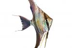 Altum Angelfish Altum Angelfish photo-object, object, cut-out, cutout, Heroini, AABV04P14_09F