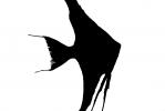 Altum Angelfish silhouette, AABV04P14_09M