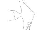 Altum Angelfish outline, (Pterophyllum altum), [Cichlidae], Cichlasomatinae, Cichlid, line drawing, shape