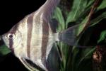 Altum Angelfish, (Pterophyllum altum), [Cichlidae], Cichlasomatinae, Cichlid, Heroini , AABV04P14_10