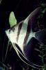 Altum Angelfish, (Pterophyllum altum), [Cichlidae], Cichlasomatinae, Cichlid, Heroini , AABV04P14_11