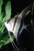 Altum Angelfish, (Pterophyllum altum), [Cichlidae], Cichlasomatinae, Cichlid, Heroini , AABV04P14_12