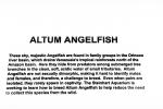 Altum Angelfish, (Pterophyllum altum), [Cichlidae], Cichlasomatinae, Cichlid