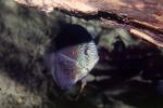 Discus Fish, (Symphysodon discus), Cichlid, Cichlidae, Perciformes, Brazil, Heroini 