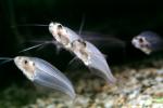 Glass Catfish, (Kryptopterus bicirrhis), Siluriformes, Siluridae, AABV04P14_18