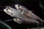 Glass Catfish, (Kryptopterus bicirrhis), Siluriformes, Siluridae, AABV04P15_02