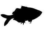 Charican silhouette, Characidae, Characin, Characiformes, logo, shape, AABV04P15_03M