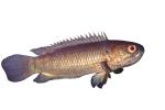 Climbing Perch, (Anabas testudineus), [Anabantidae], Anabantoidei, Perciformes, gouramies, photo-object, object, cut-out, cutout, AABV04P15_05F