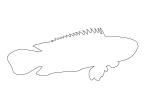 Climbing Perch outline, (Anabas testudineus), [Anabantidae], Anabantoidei, Perciformes, gouramies, line drawing, shape