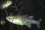 Celebes Rainbowfish, (Marosatherina ladigesi), Atheriniformes, [Telmatherinidae], AABV04P15_08