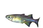 Celebes Rainbowfish, (Marosatherina ladigesi), Atheriniformes, [Telmatherinidae], photo-object, object, cut-out, cutout