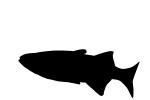 Celebes Rainbowfish Silhouette, logo, (Marosatherina ladigesi), Atheriniformes, [Telmatherinidae], shape, AABV04P15_08M