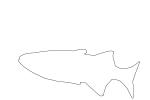 Celebes Rainbowfish outline, (Marosatherina ladigesi), Atheriniformes, [Telmatherinidae], line drawing, shape, AABV04P15_08O