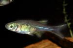 Celebes Rainbowfish, (Marosatherina ladigesi), Atheriniformes, [Telmatherinidae], AABV04P15_09