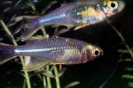 Celebes Rainbowfish, (Marosatherina ladigesi), Atheriniformes, [Telmatherinidae], AABV04P15_10
