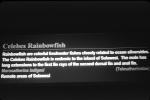 Celebes Rainbowfish, (Marosatherina ladigesi), Atheriniformes, [Telmatherinidae], AABV04P15_11