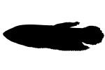 Slender Betta silhouette, (Betta bellica), logo, shape