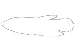 Slender Betta (Betta bellica) outline, line drawing, shape, AABV04P15_15O