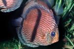 Discus Fish, (Symphysodon discus), Cichlid, Cichlidae, Perciformes, Brazil, Heroini , AABV04P15_18