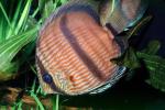 Discus Fish, (Symphysodon discus), Cichlid, Cichlidae, Perciformes, Brazil, Heroini , AABV04P15_19