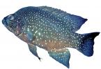 Black Diamond Cichlid, Marakely photo-object, (Paratilapia polleni) object, cut-out, cutout, AABV05P01_11F