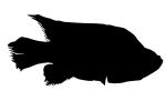 Black Diamond Cichlid, Marakely silhouette, (Paratilapia polleni), shape, logo, AABV05P01_13M
