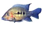 Cichlid [Cichlidae], Lake Madagascar, Africa, photo-object, object, cut-out, cutout, AABV05P01_15F