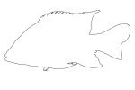 Cichlid [Cichlidae], Lake Madagascar, Africa, outline, line drawing, shape, AABV05P01_15O