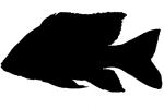Cichlid silhouette [Cichlidae], Lake Madagascar, Africa, logo, shape, AABV05P01_16M