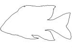 Cichlid [Cichlidae], outline, line drawing, shape, AABV05P01_16O