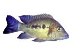Cichlid [Cichlidae], Lake Madagascar, Africa, photo-object, object, cut-out, cutout, AABV05P01_17F