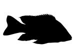 Cichlid [Cichlidae] silhouette, Lake Madagascar, Africa, logo, shape, AABV05P01_17M