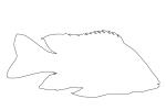 Cichlid [Cichlidae], outline, Lake Madagascar, Africa, line drawing, shape, AABV05P01_17O