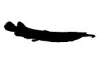 Wrestling Half Beak Silhouette, Beloniformes, Hemiramphidae, [pusillus], logo, shape
